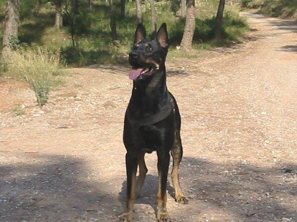 bestia