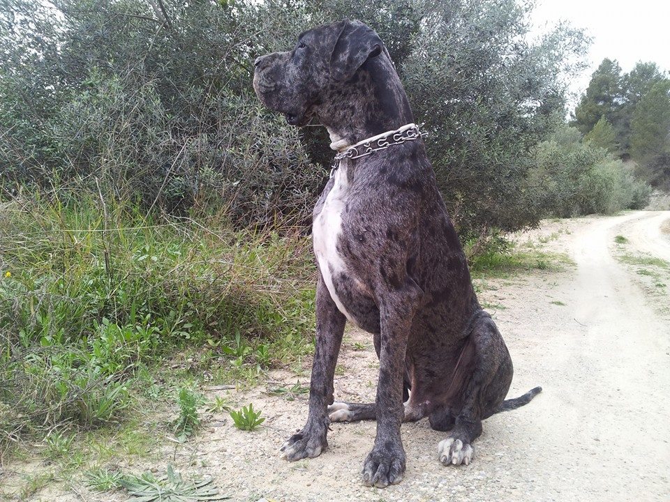 yago2