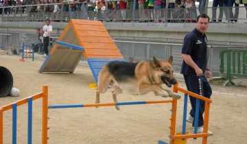 Agility, ¿qué es y por qué te gustará probarlo?