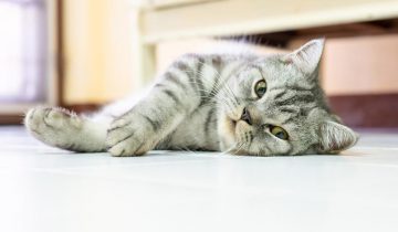 ¿Cómo divertirte con tu gato en verano?