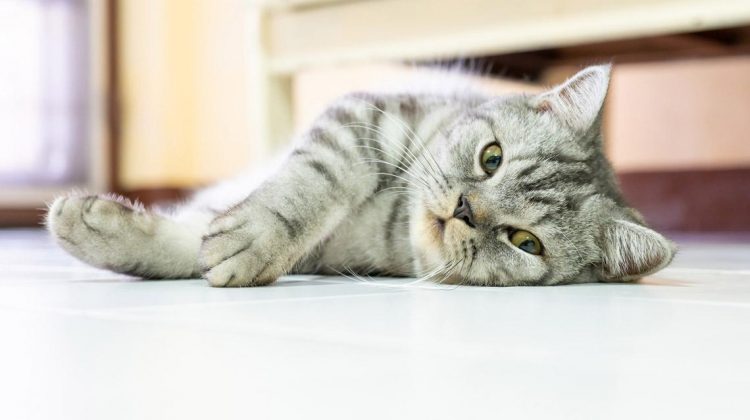 ¿Cómo divertirte con tu gato en verano?