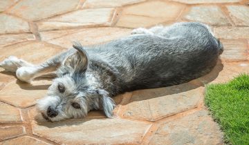 Los cambios de temperatura en tus mascotas
