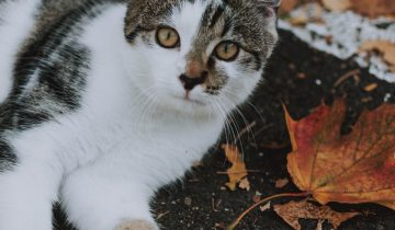 ¿Cómo les afecta a tu gato el cambio de estación en otoño?